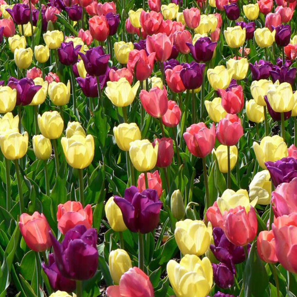 Spring Flowers Wallpapers 4 Spring Flowers Wallpapers 4