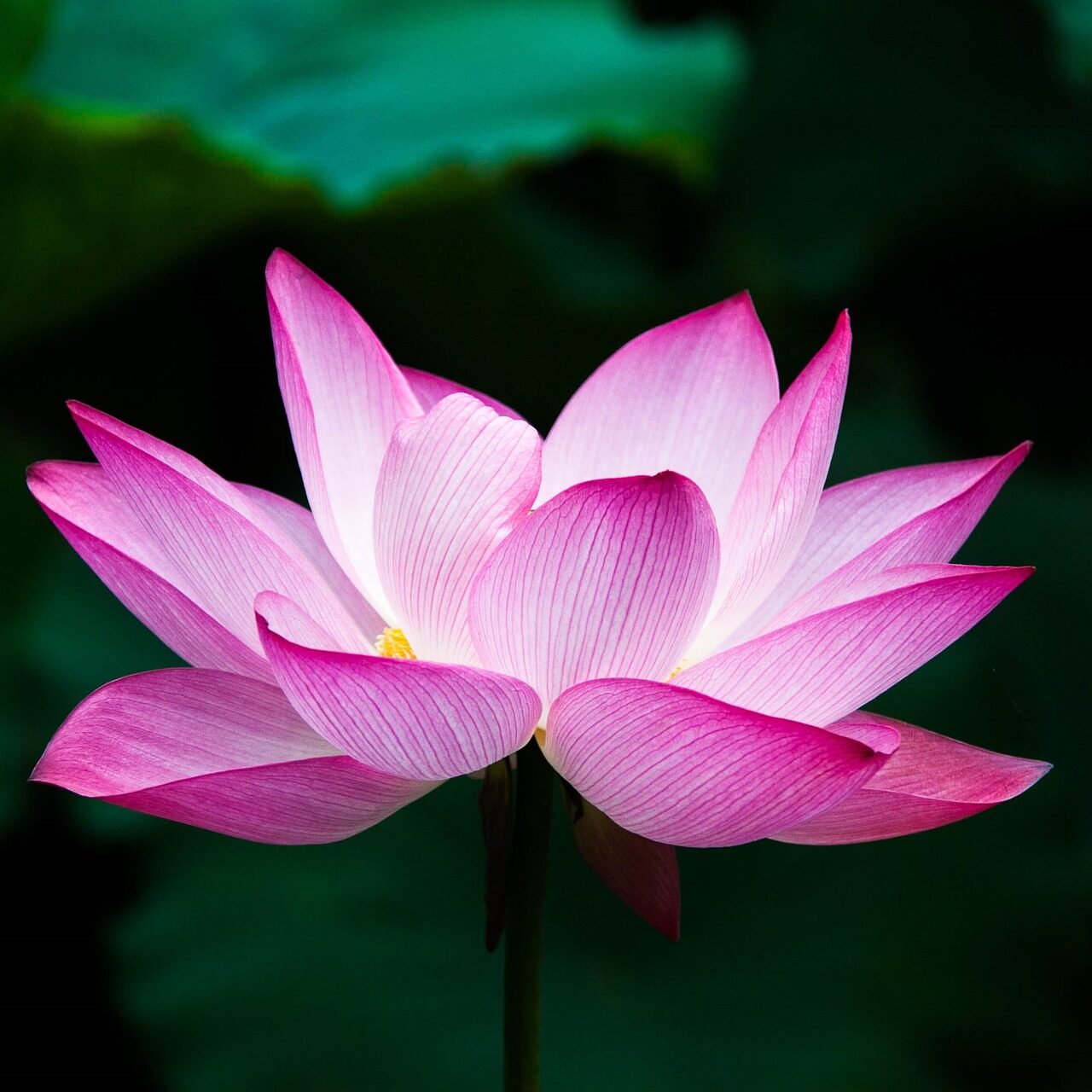 lotus-978659_1920