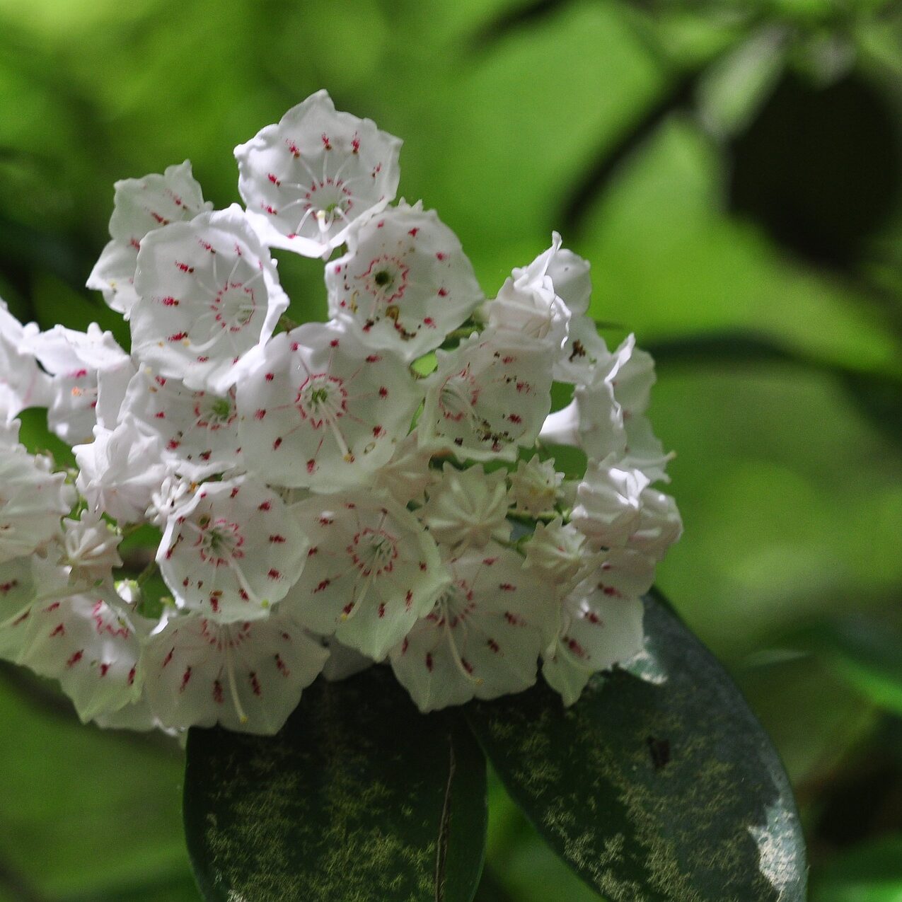 mountain-laurel-2821832_1920