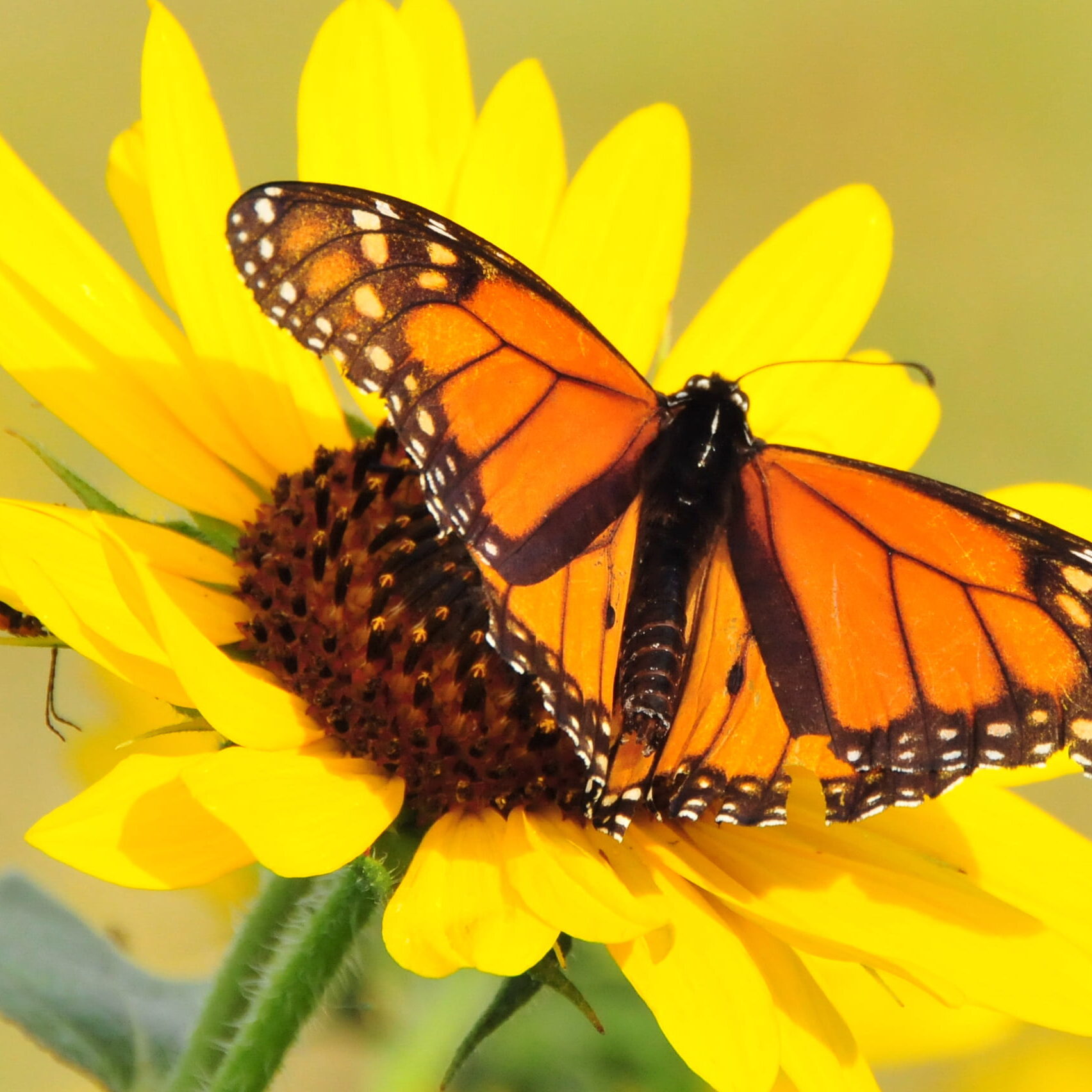 plains-sunflower-nwr-monarch-butterfly-wallpaper
